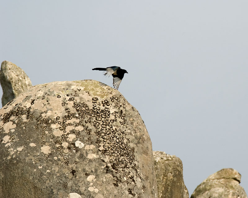 %_tempFileName05c)%20Carnac%20Magpie%20Everywhere%