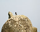 %_tempFileName05a)%20Carnac%20Magpie%20Here%