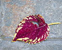 %_tempFileName06)%20Venice%20Leaf%