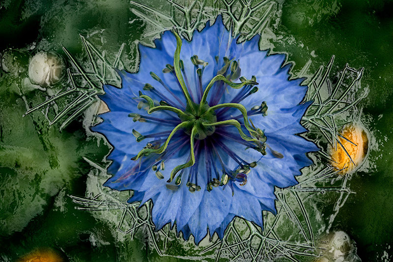 %_tempFileName02)%20Fleur%20Francais%20Bleu%