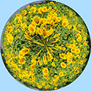 %_tempFileName08)%20Sunflowersphere%